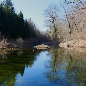Cours d'eau au milieu de la forêt qui s'y reflète - Belgique  - collection de photos clin d'oeil, catégorie paysages
